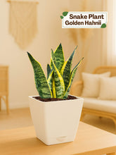 #color_White Pot
