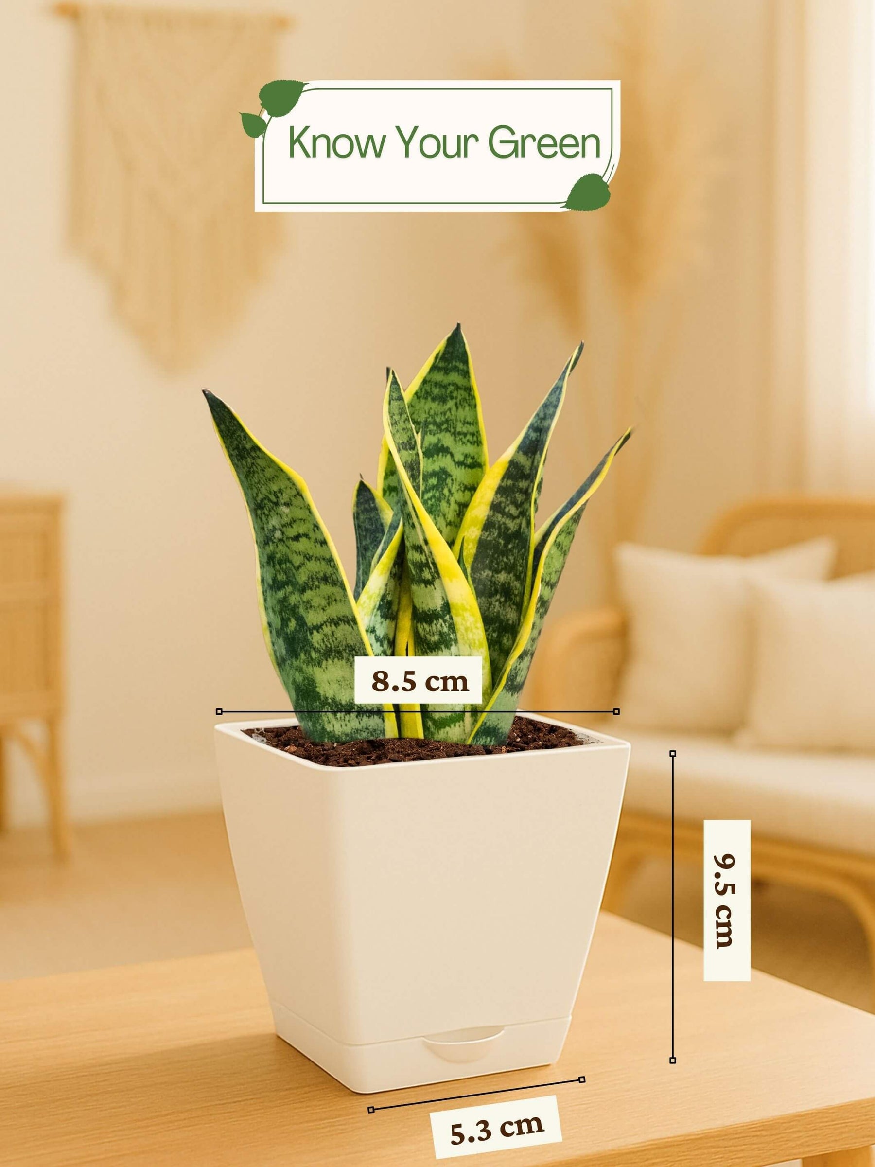 Snake Plant with self-watering pot