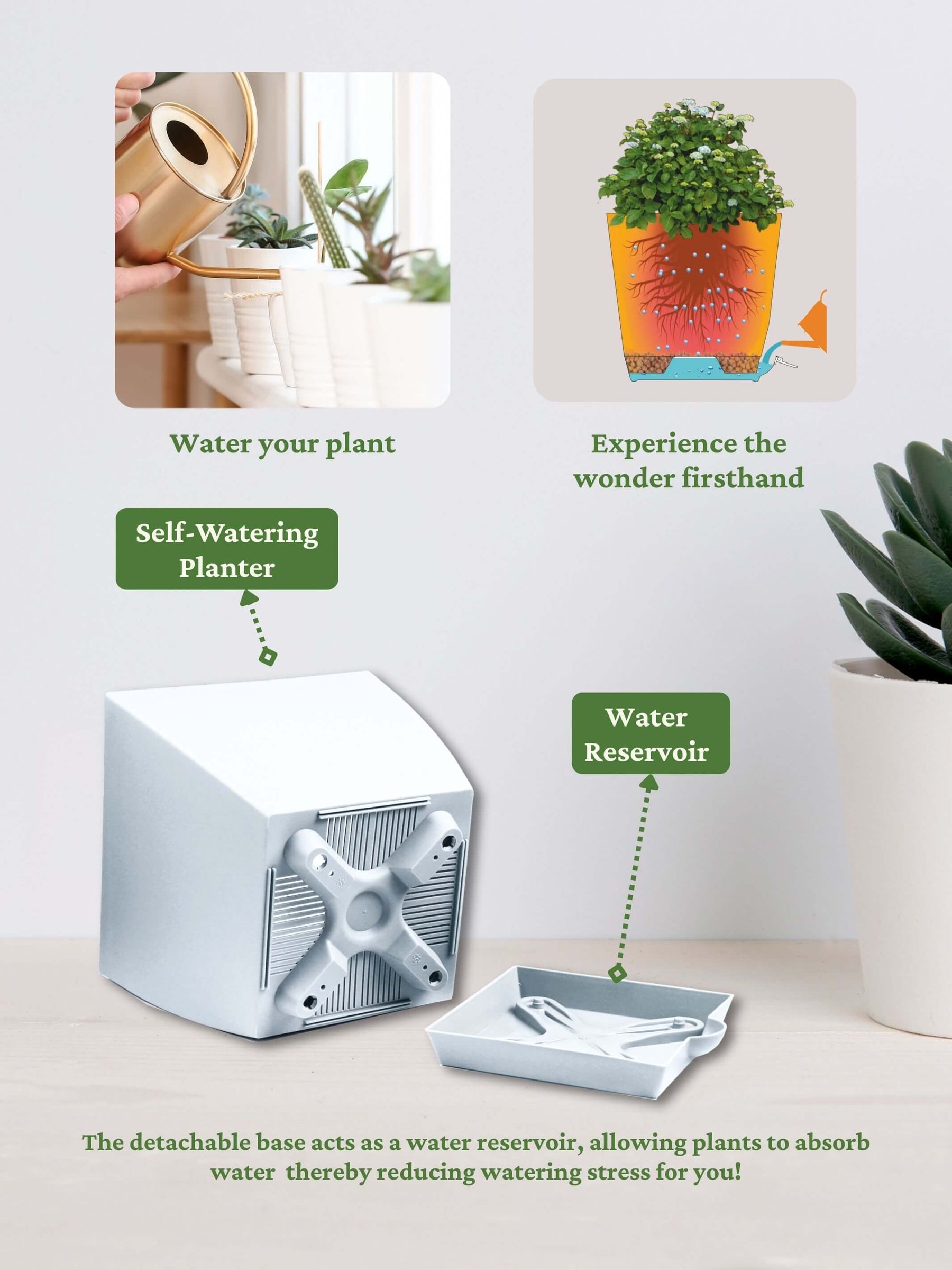 Peace Lily Plant with self-watering pot (white)