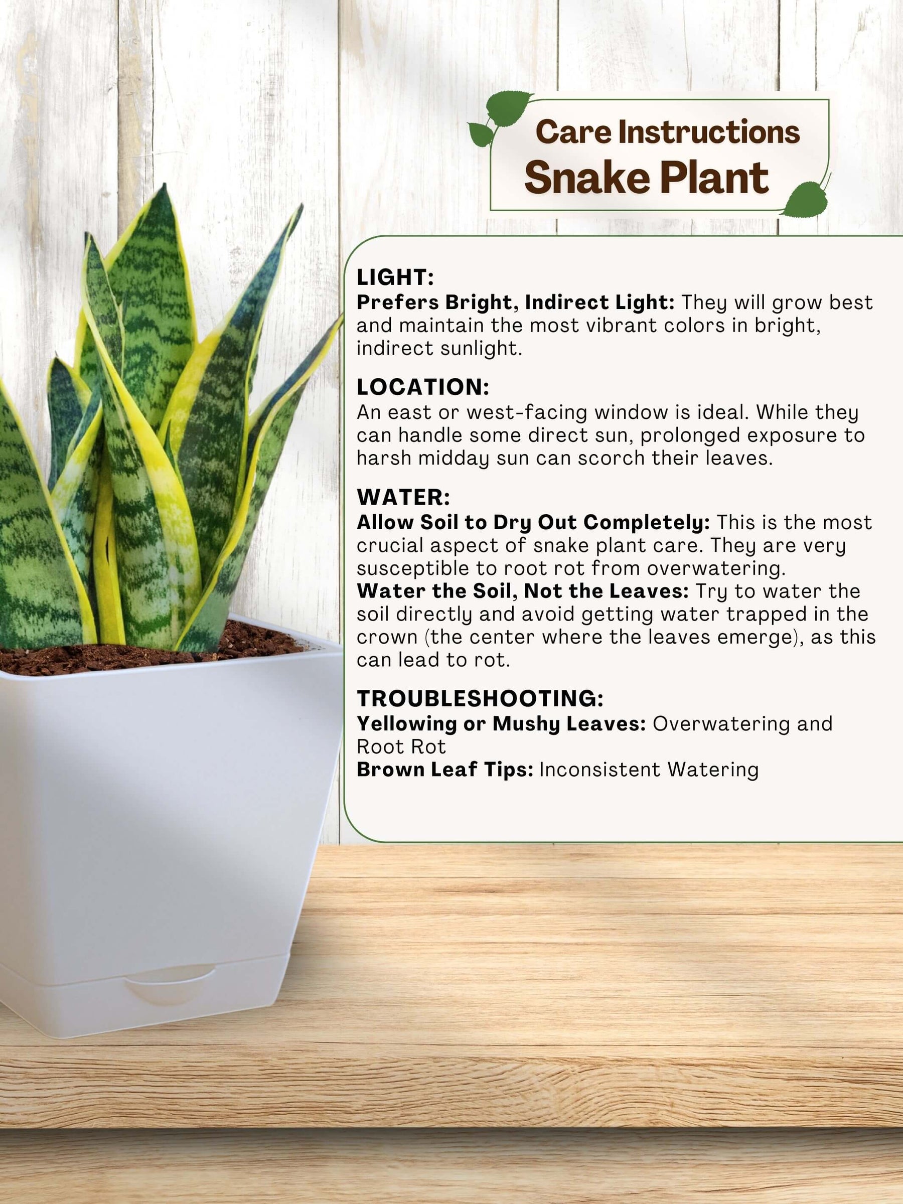 Snake Plant with self-watering pot