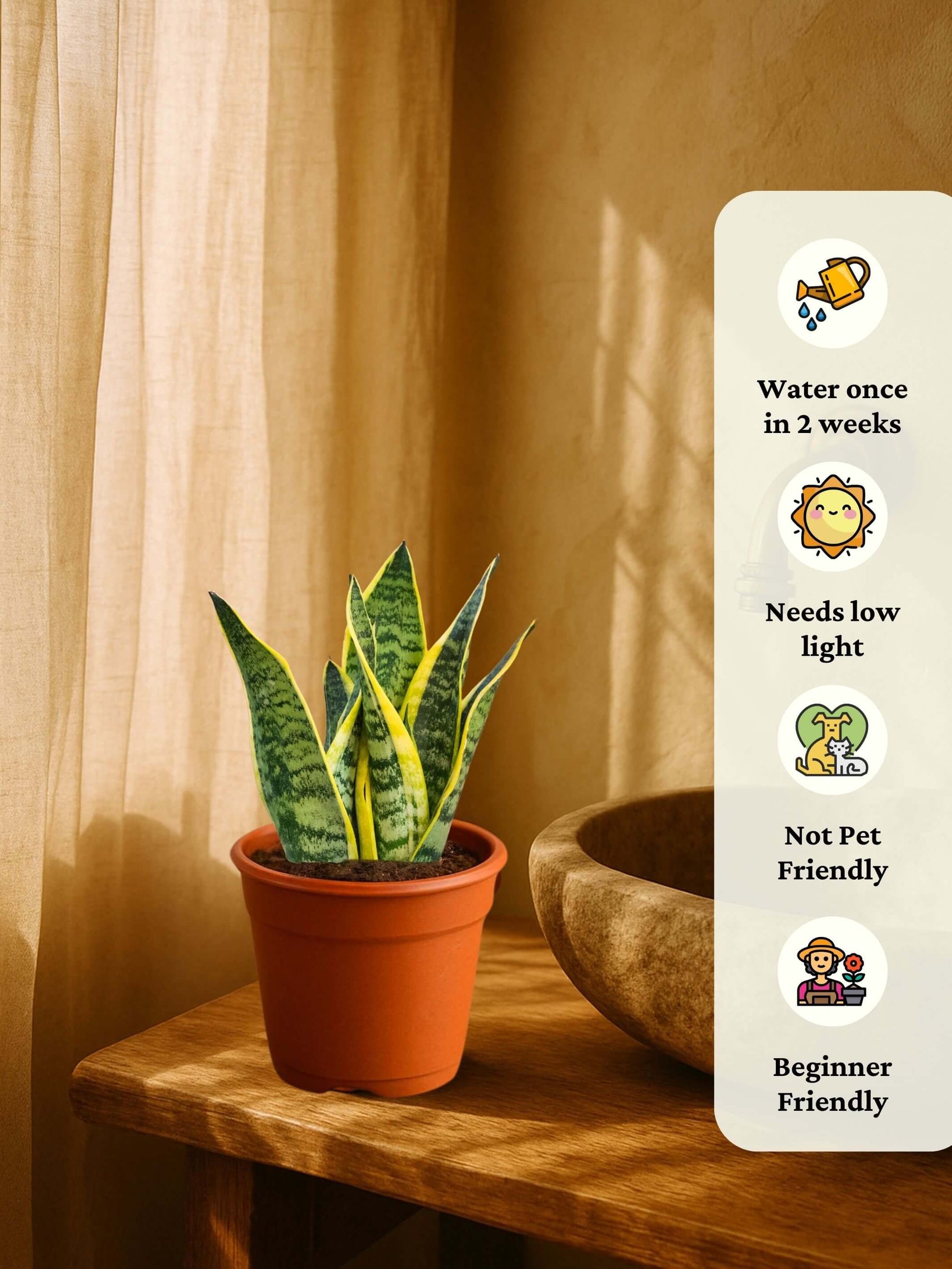 Snake Plant - Golden Hahnii