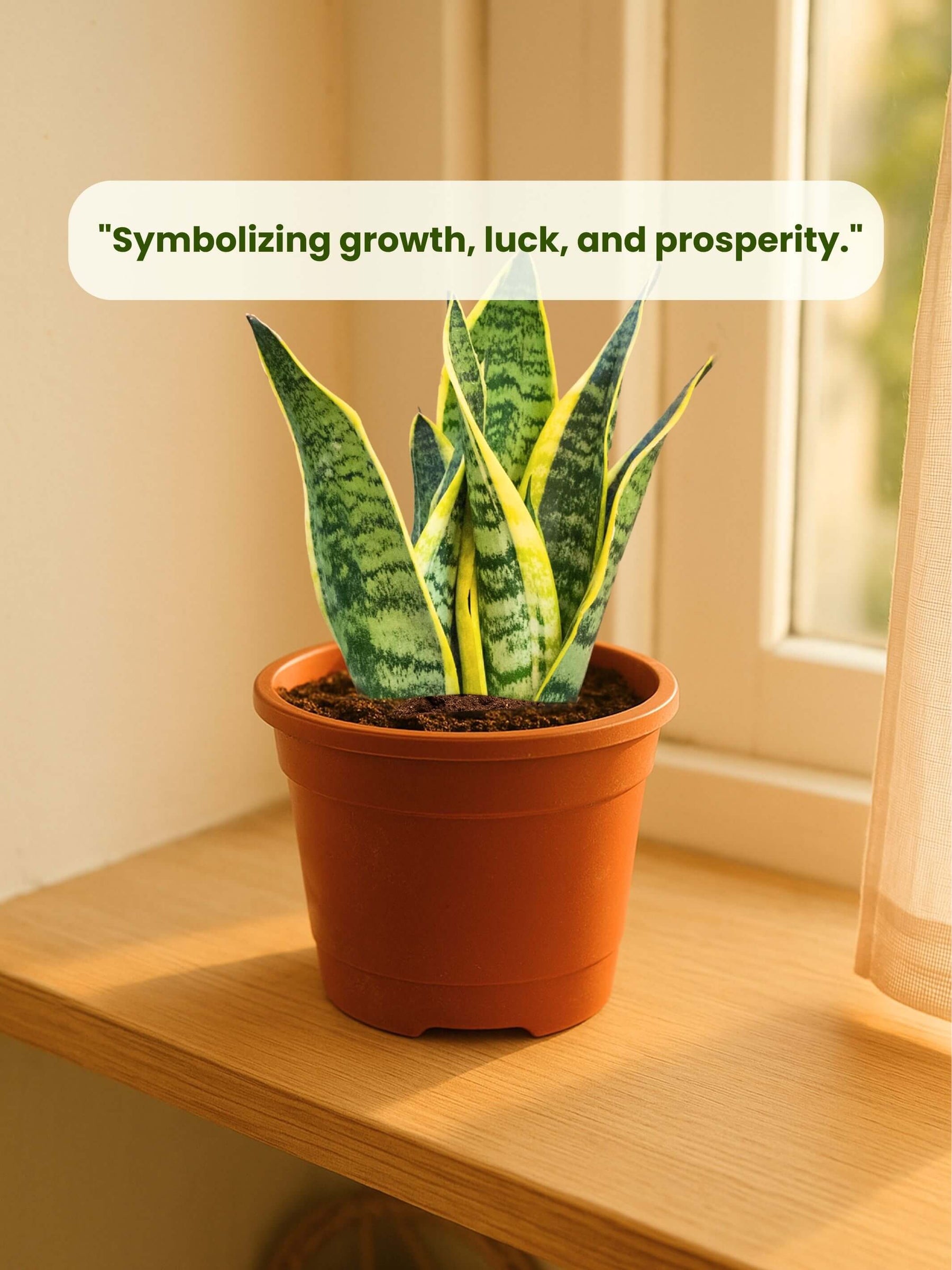 Snake Plant - Golden Hahnii