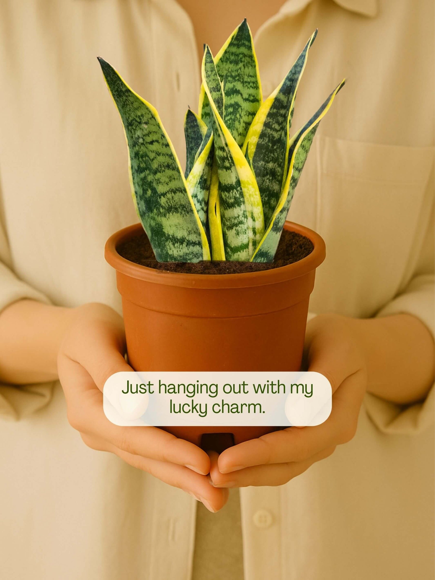 Snake Plant - Golden Hahnii