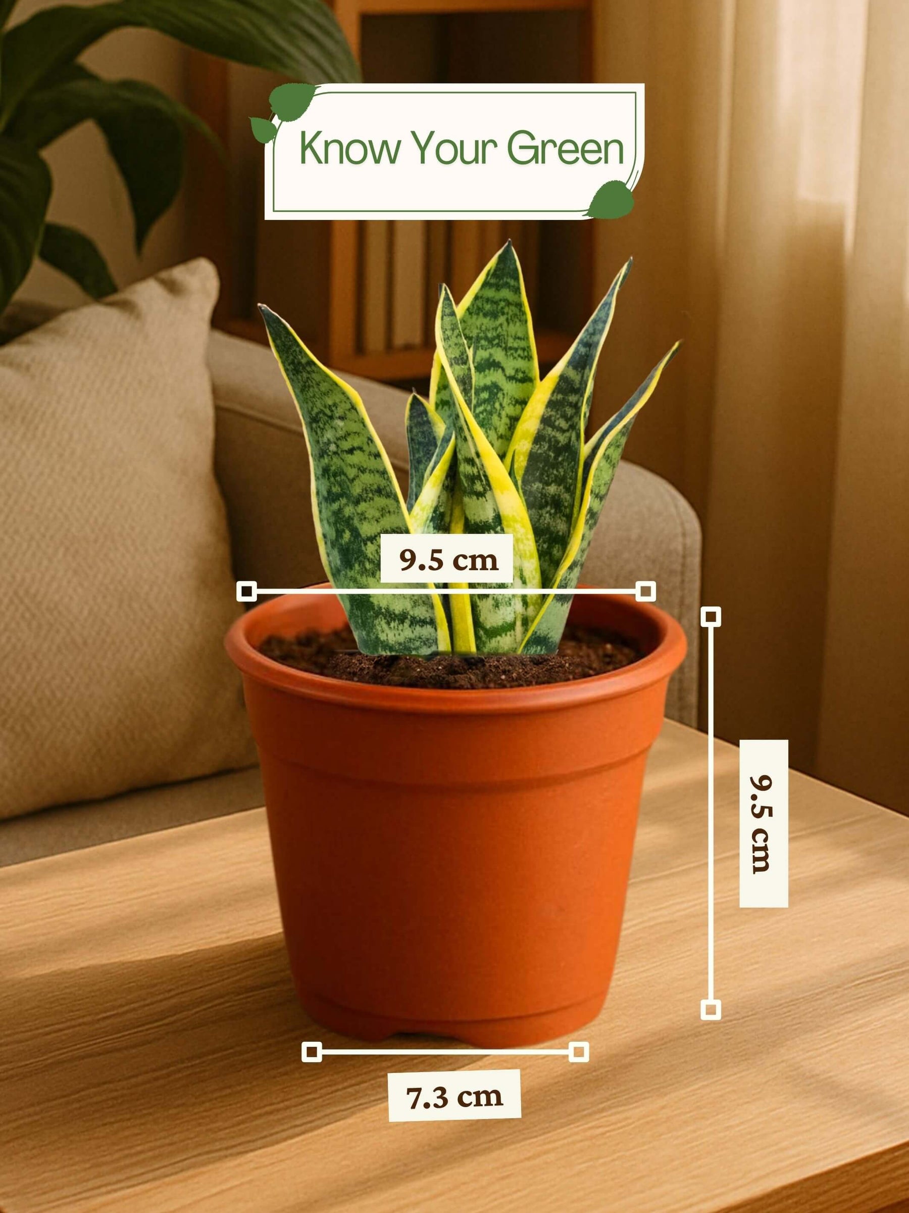 Snake Plant - Golden Hahnii