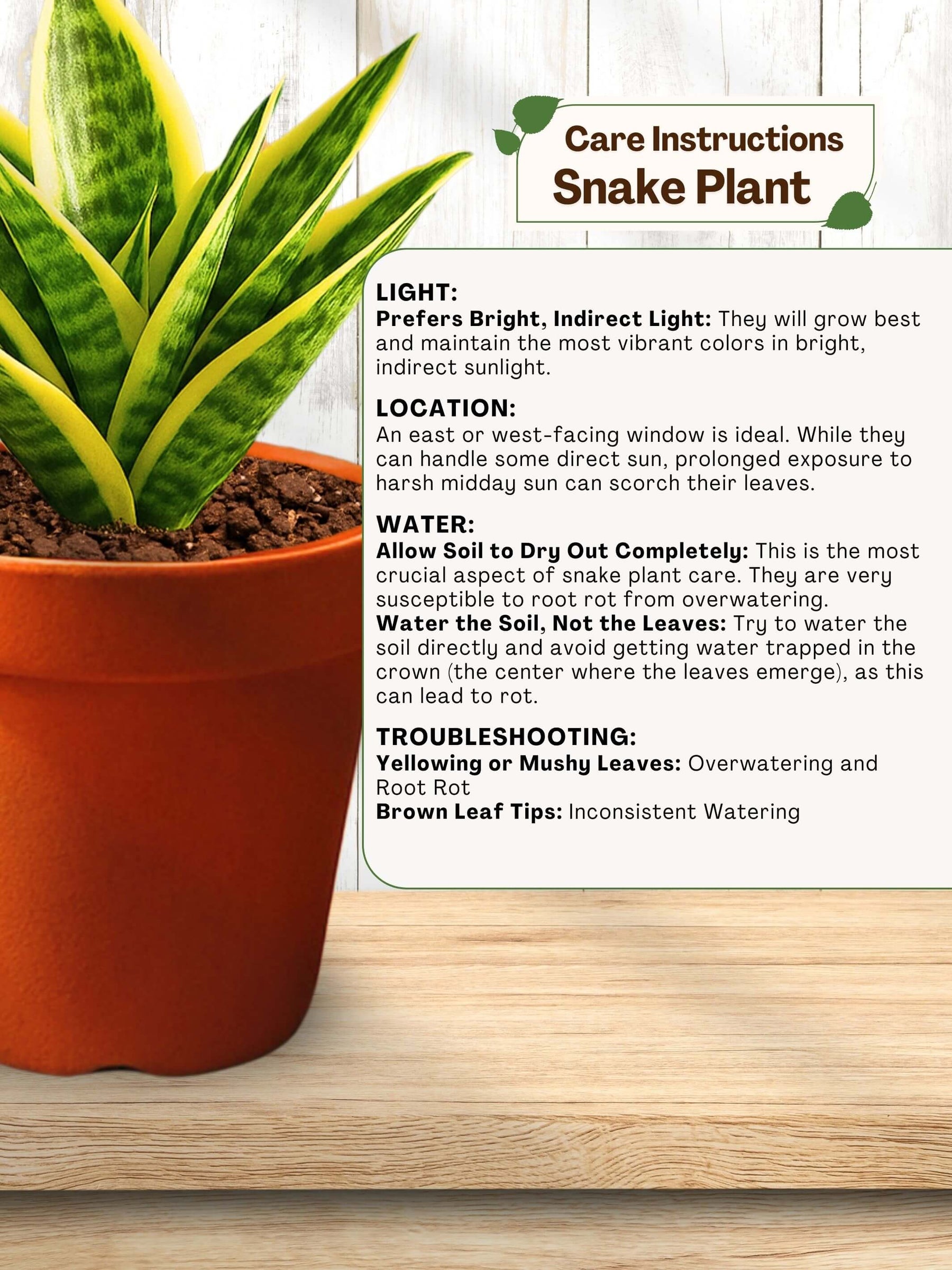 Snake Plant - Golden Hahnii