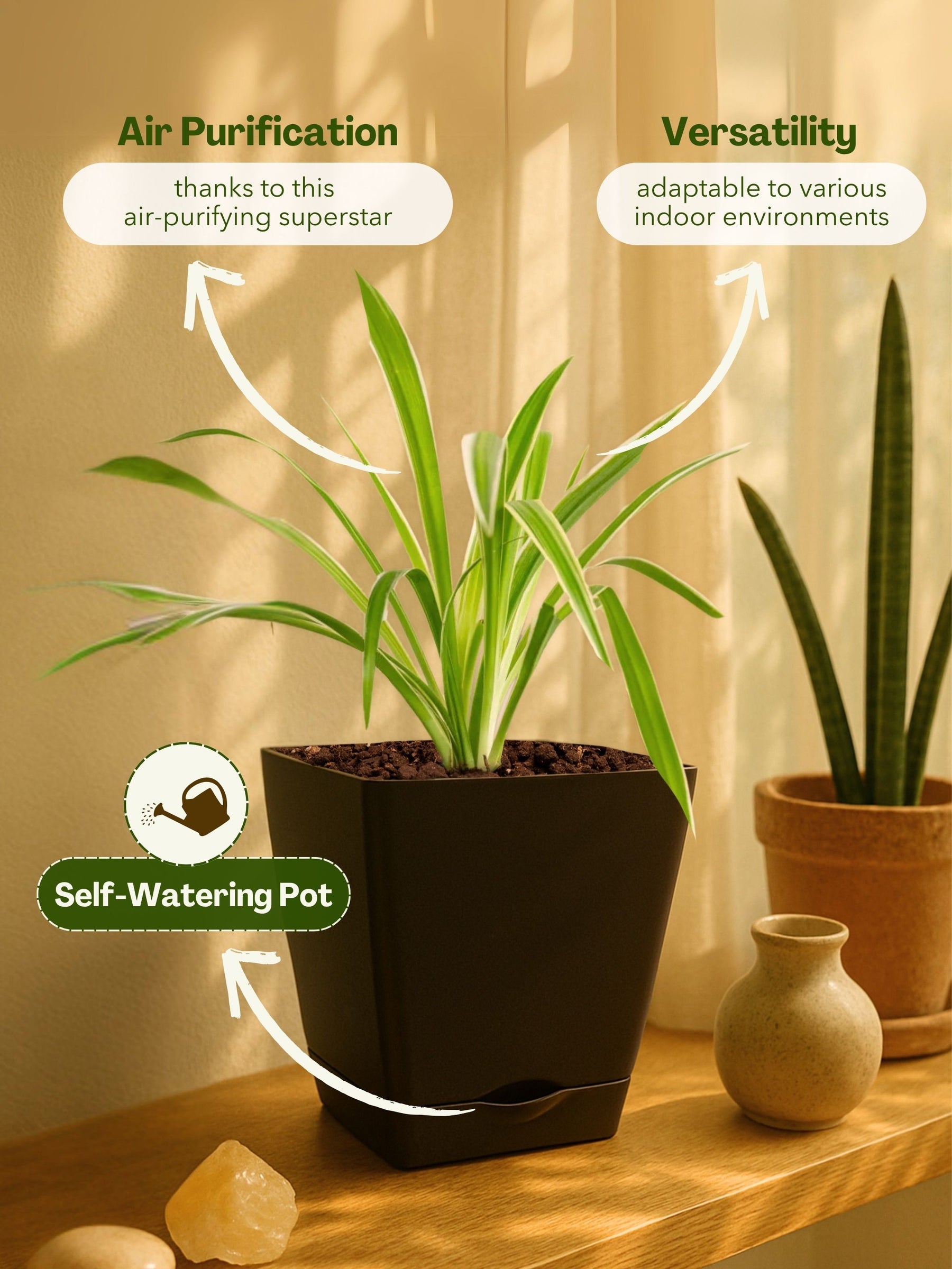 Spider Plant with self-watering pot(brown)