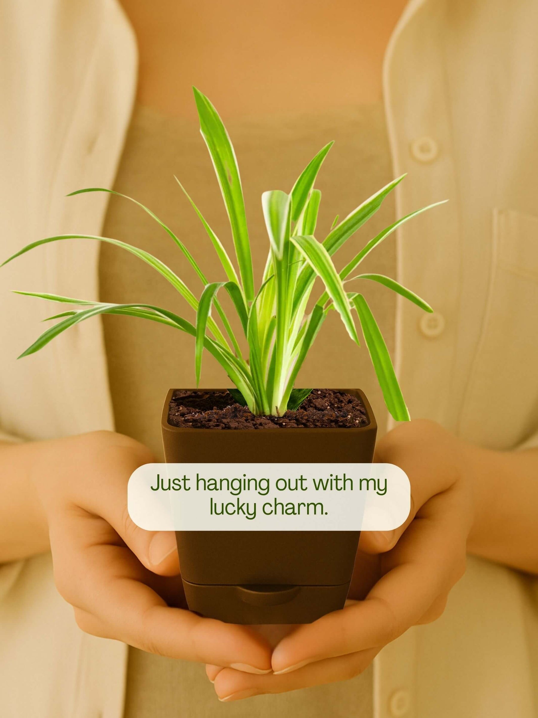 Spider Plant with self-watering pot(brown)