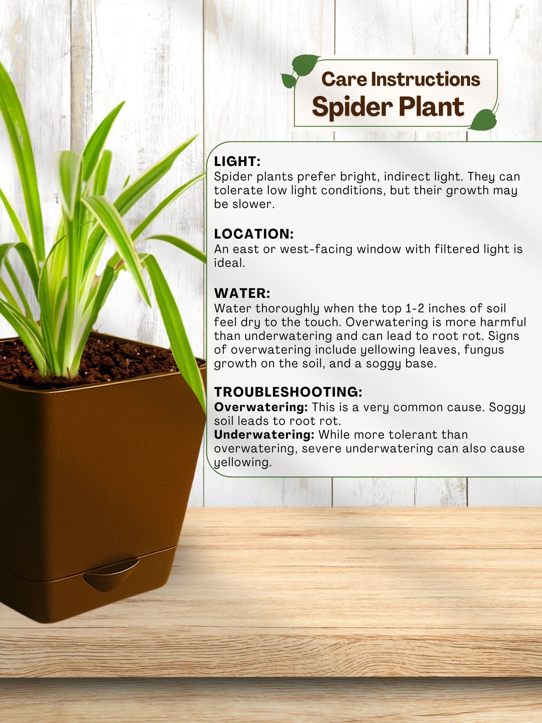 Spider Plant with self-watering pot(brown)