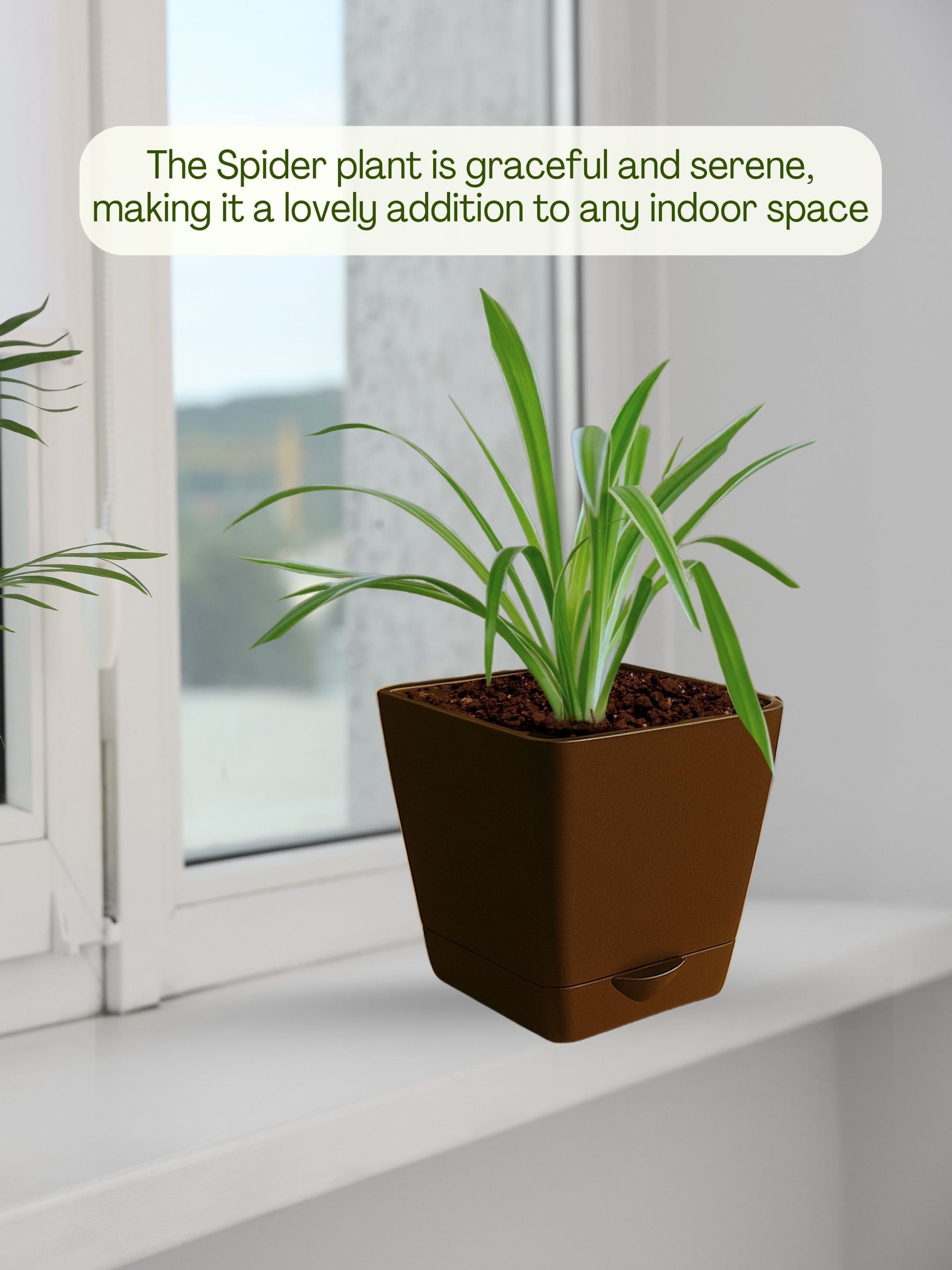 Spider Plant with self-watering pot(brown)