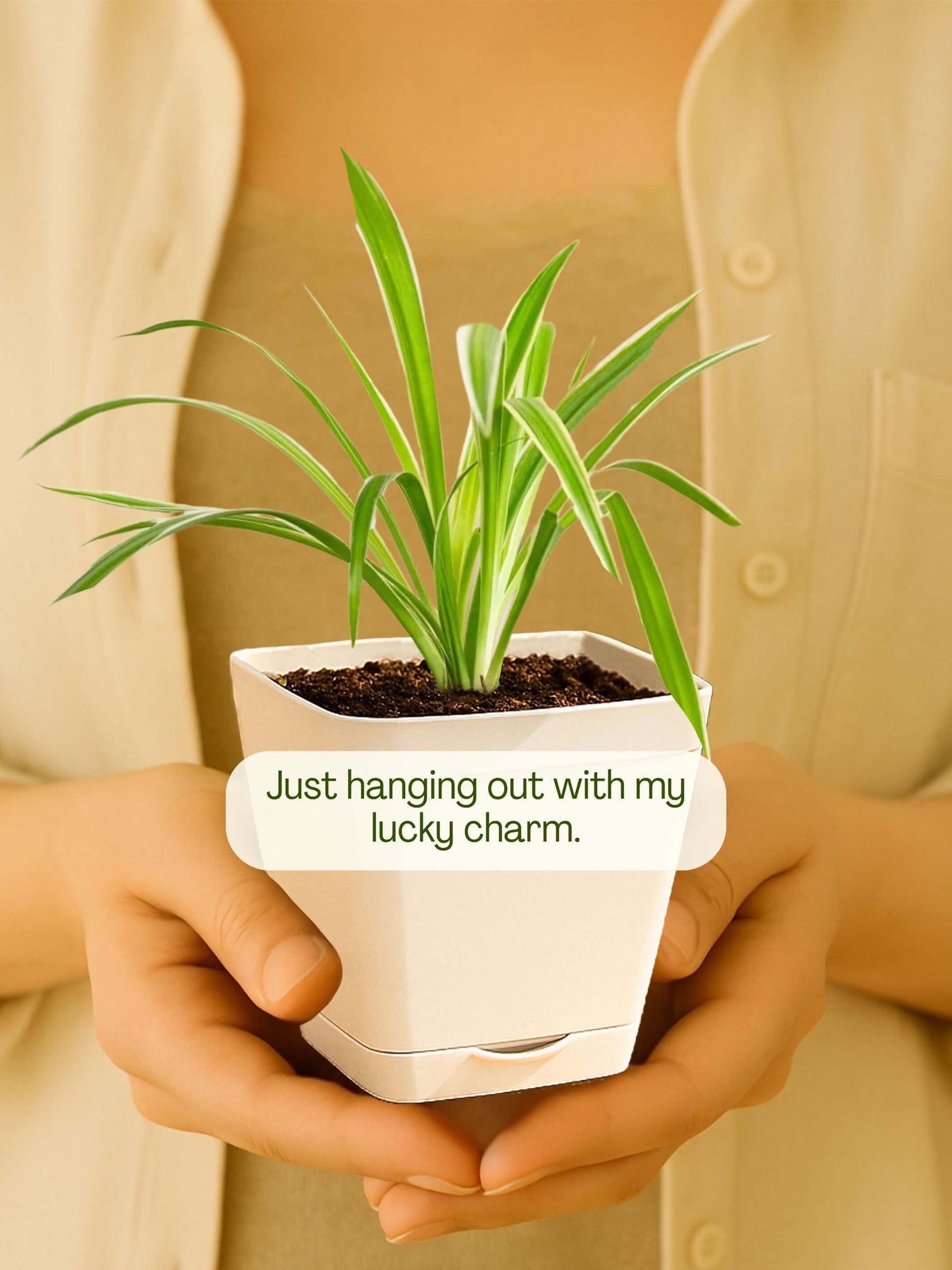 Spider Plant with self-watering pot