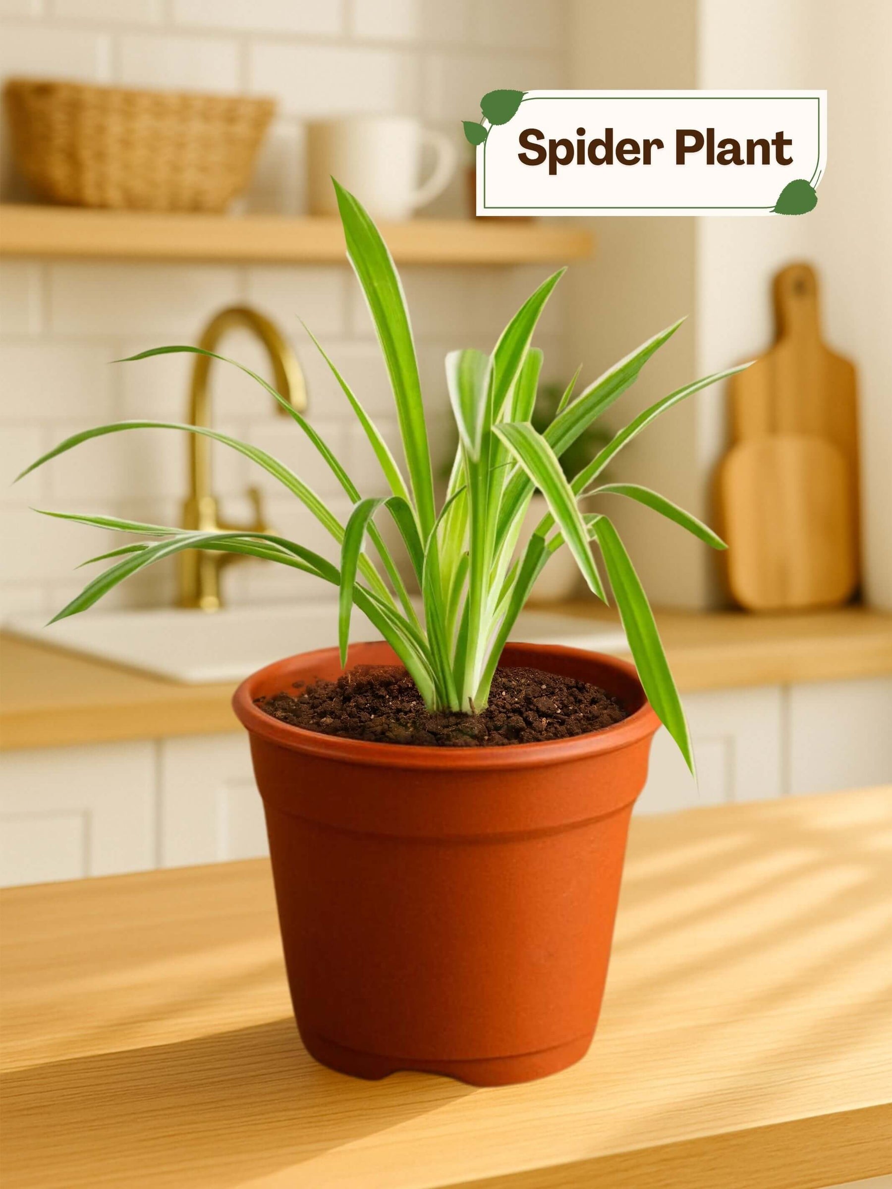 best indoor plants for home