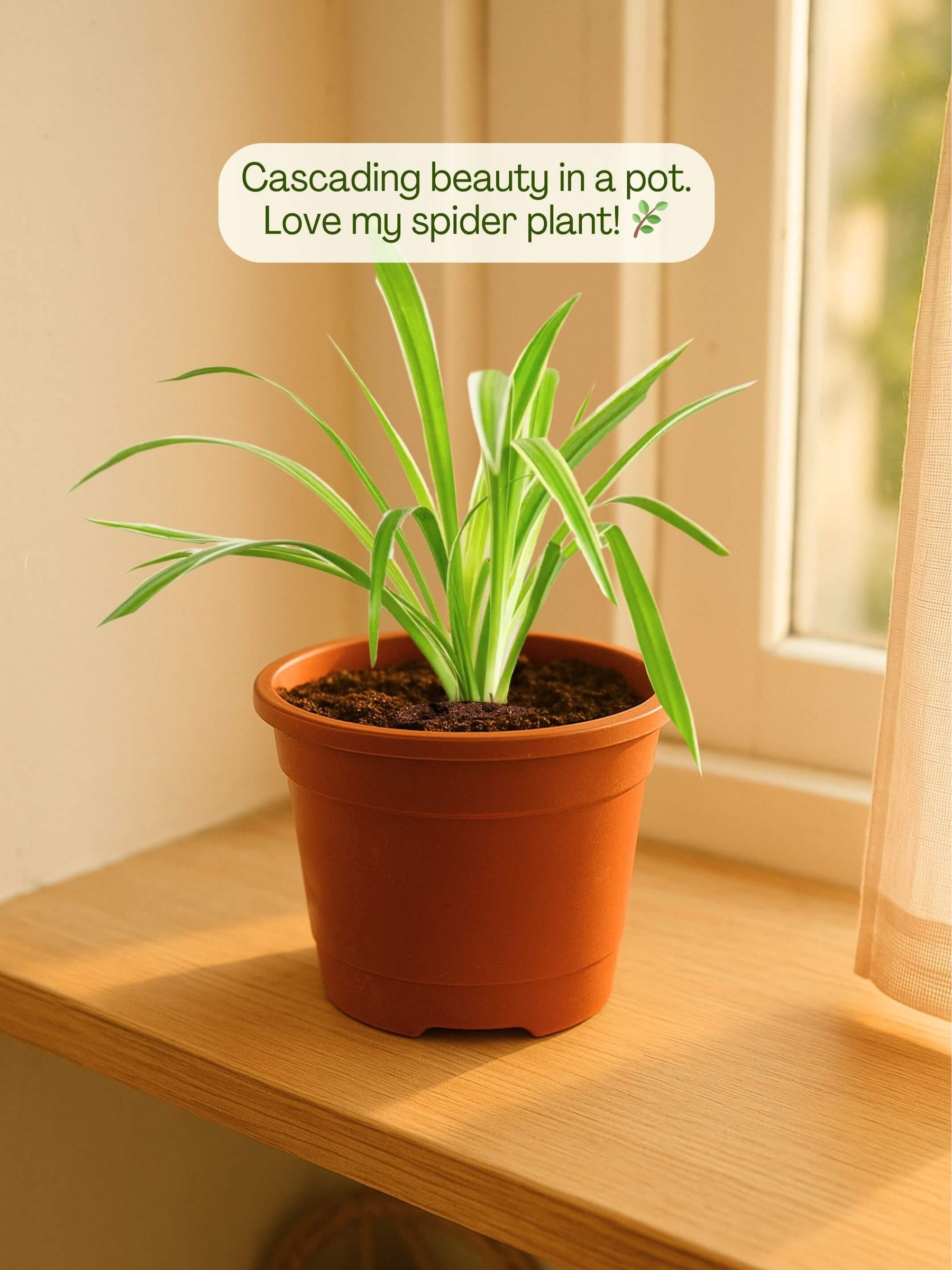 indoor plants for home