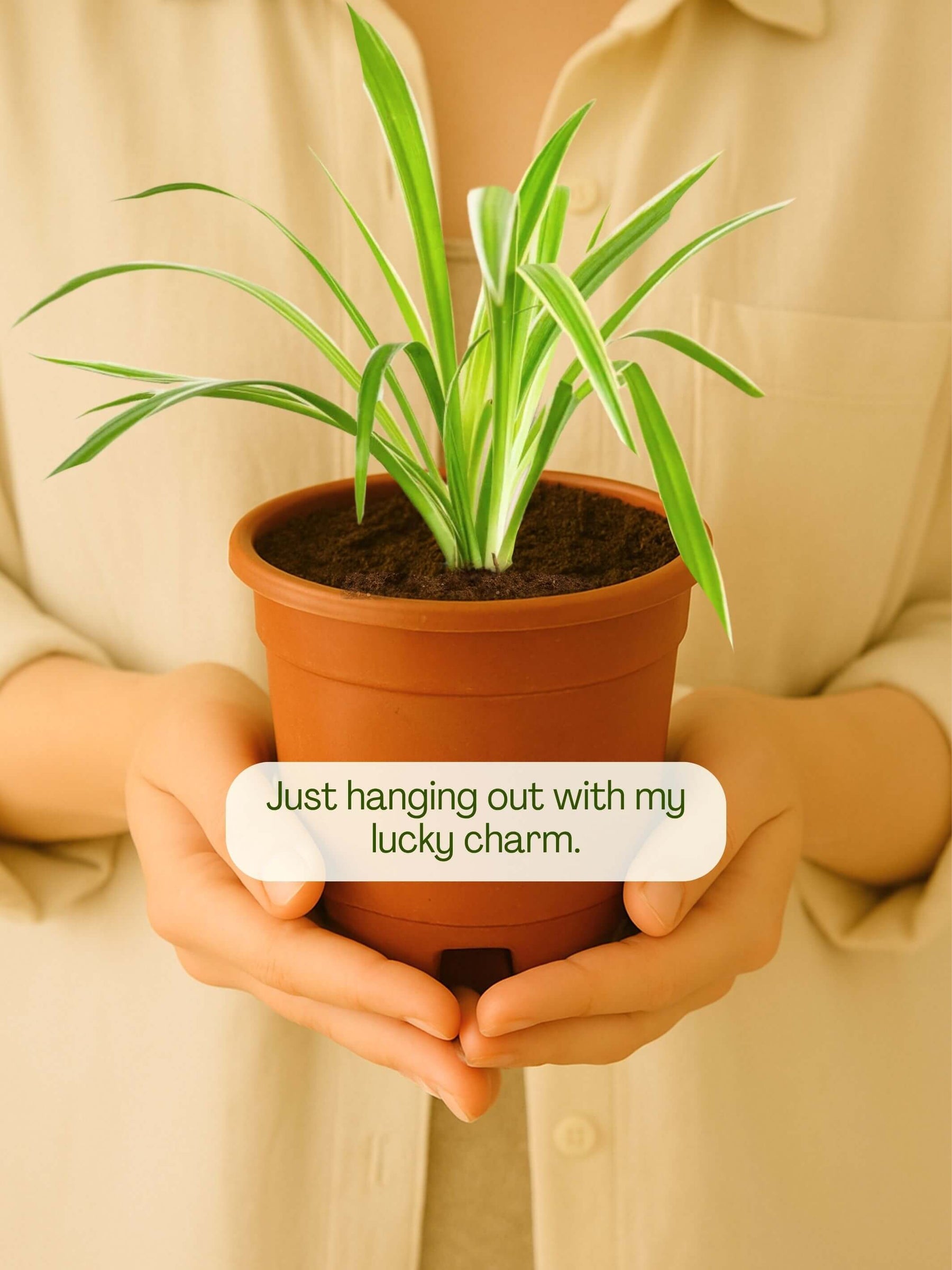 Indoor plants
