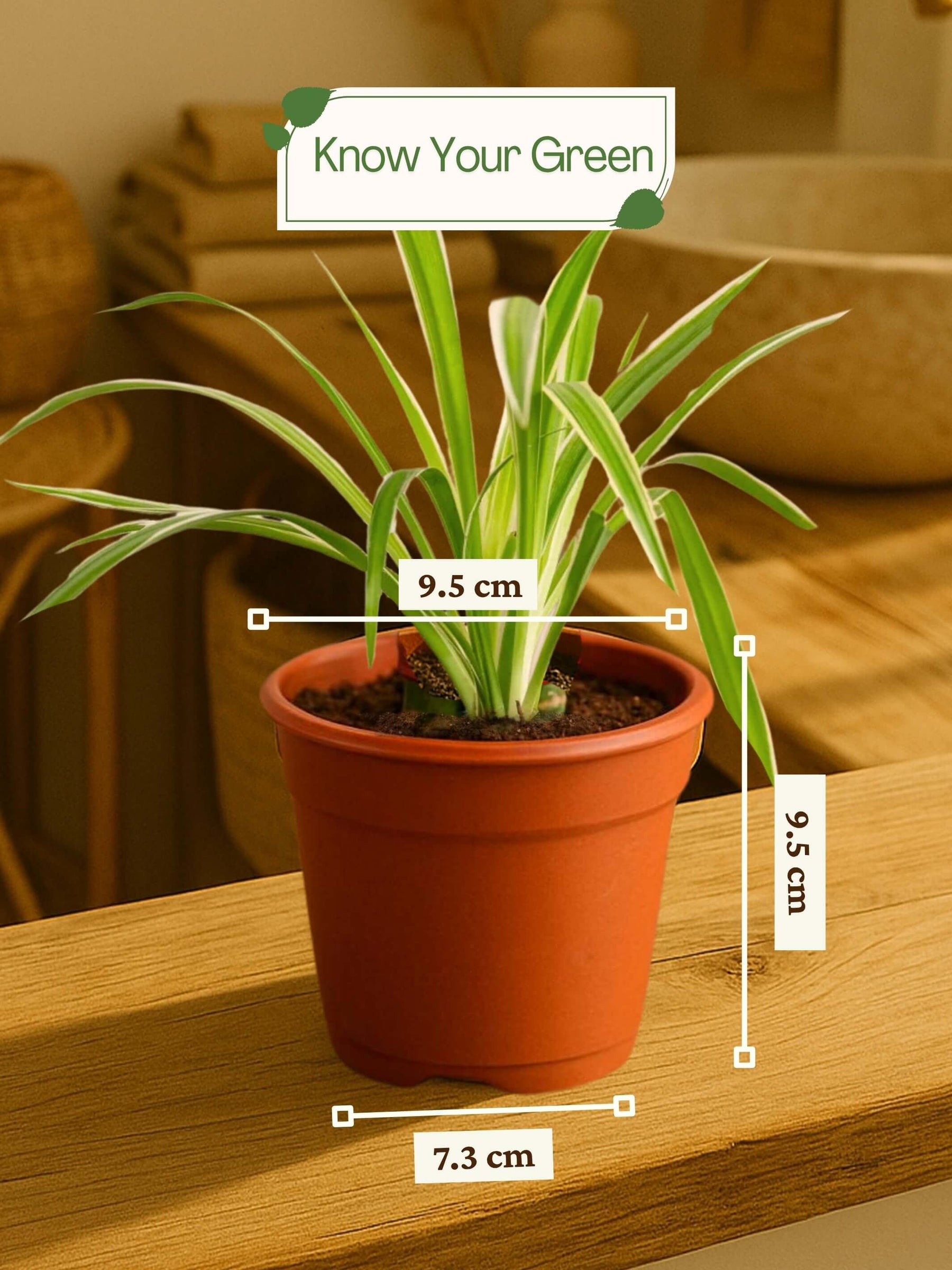 best indoor plants