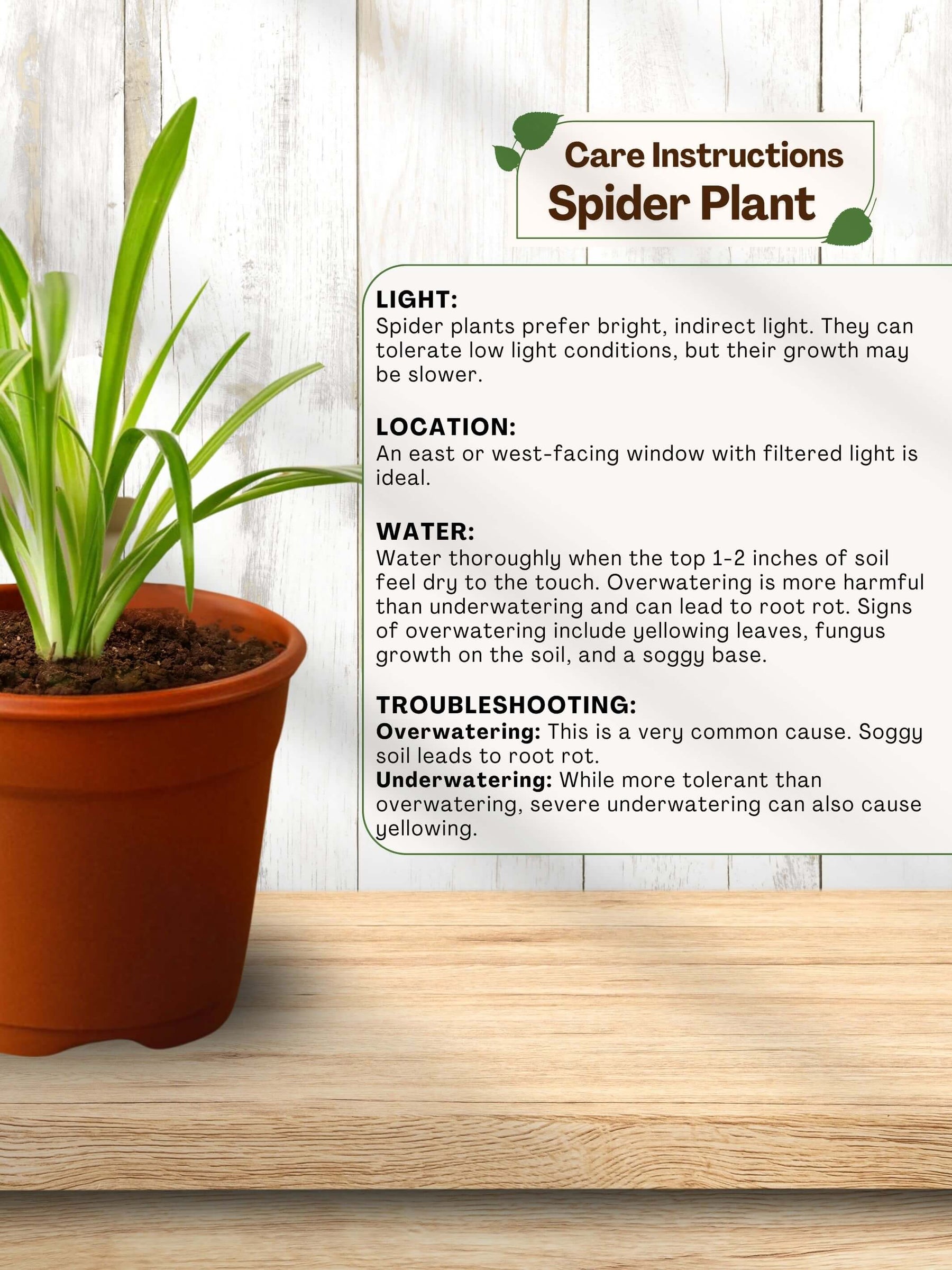 best indoor plants for home
