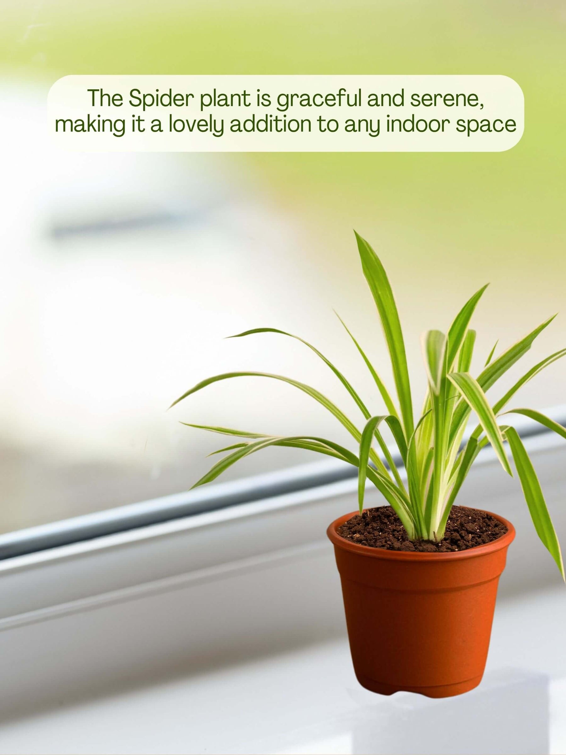 small indoor plants