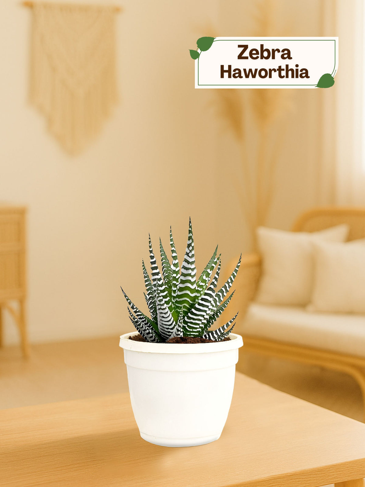 Zebra Haworthia Plant