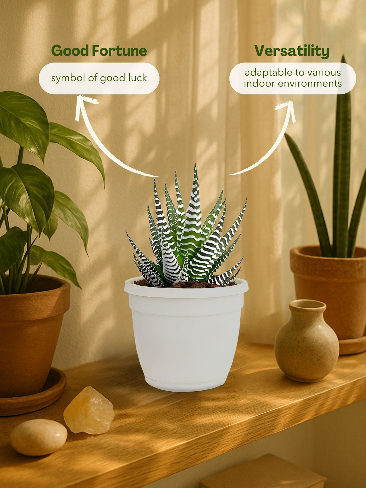 Zebra Haworthia Plant