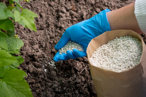 Easy Ways to Conserve and Protect Plants