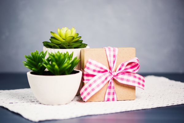 8 Best Diwali Plant Gift Ideas for Colleagues 2025