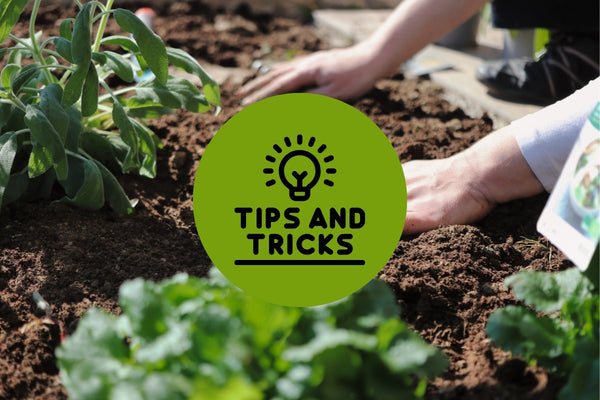 Gardening Tips & Tricks Every Plant Lover Should Know
