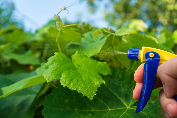 Organic Pest Control During Monsoon: How to Protect Your Plants Natura