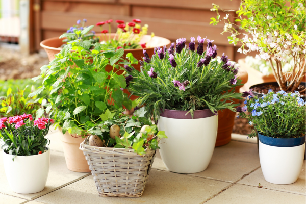 How To Choose The Right Flower Indoor Plants For Your Space
