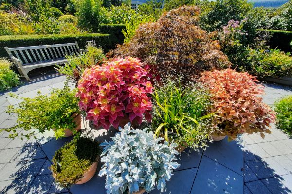 Top Benefits of Using Liquid Seaweed Fertilizers in Your Garden