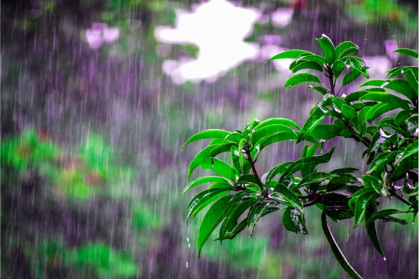 Monsoon Gardening in India: How to Keep Your Plants Happy During the Rainy Season