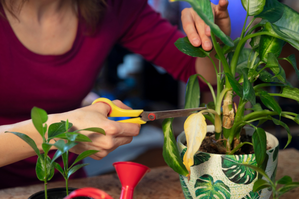 How to Care for Plants in the Summer Season: A Guide to Keeping Plants Healthy
