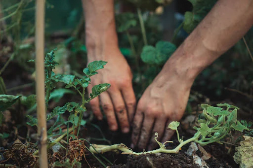 20+ Short Garden Quotes for the Garden Lovers: Find Wisdom in Nature