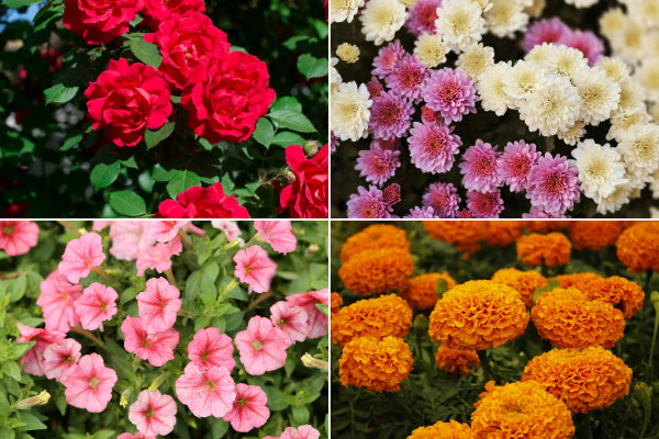 Winter Gardening Tips in India for Healthy Plants & Blooms