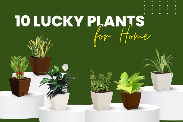 10 Lucky Plants for Home to Attract Wealth, Health, and Happiness
