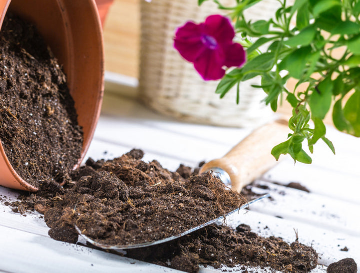 Choosing the Ideal Potting Mix  Understanding the Importance of Soil for Container Plants