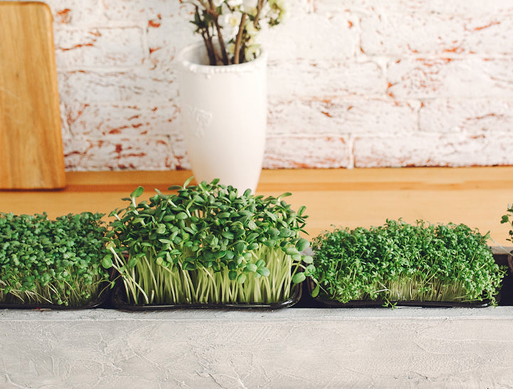 microgreen kit, organic microgreens growing kit, grow kit, diy gardening kit