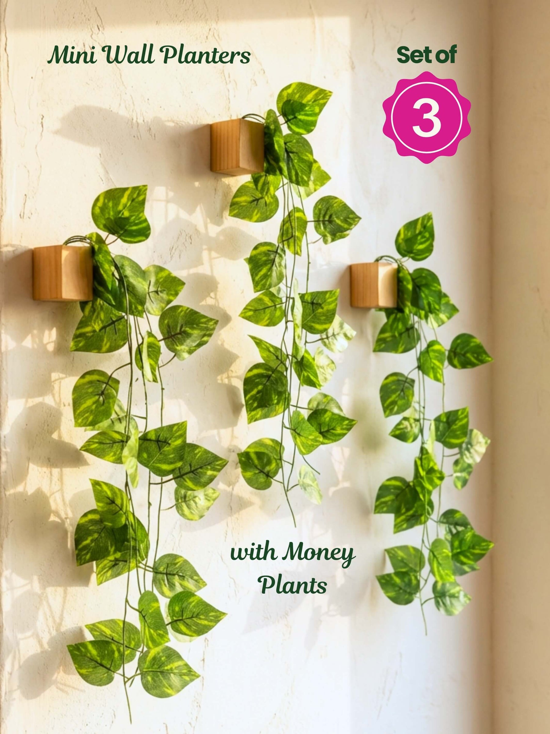Mini Wall Wooden Planter with Money Plant - 3 pieces