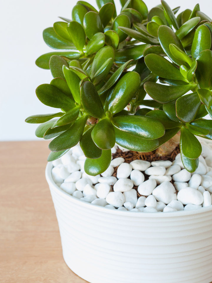 7 Benefits of Jade Plant for Health, Home, and Wellness | Bombay Greens