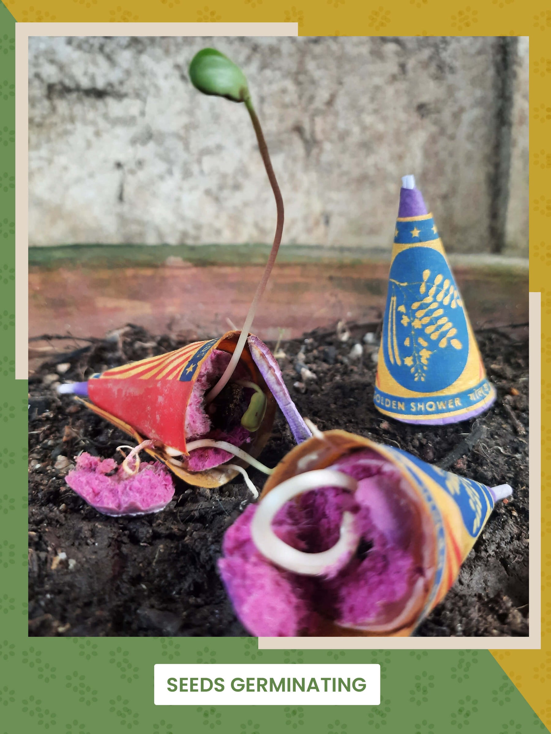 Plantable Beej Patakha Grow Kit