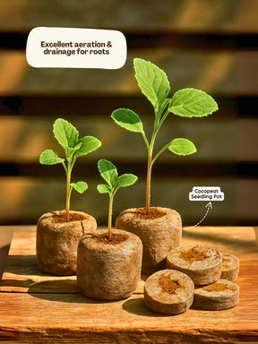 Organic Netted Cocopeat Coir Discs | Fast Seed Germination