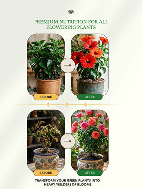 Organic DAP PROM Fertilizer for Roses & Flowers - 900 Grams