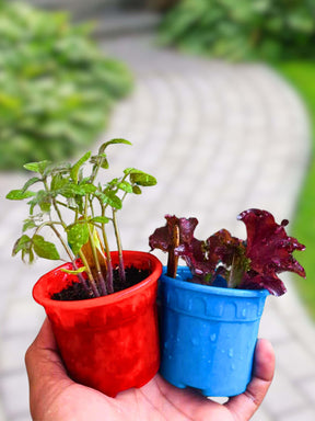 Chillies Kit – Grow Spicy Green, Jalapeno, Bell Peppers