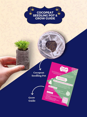 3 in 1 Hamper For Diwali -  Plantable Seed Cracker