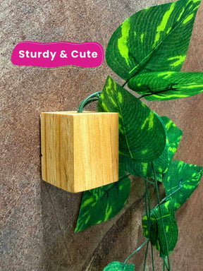 Mini Wall Wooden Planter with Money Plant - 3 pieces