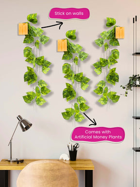 Mini Wall Wooden Planter with Money Plant - 3 pieces
