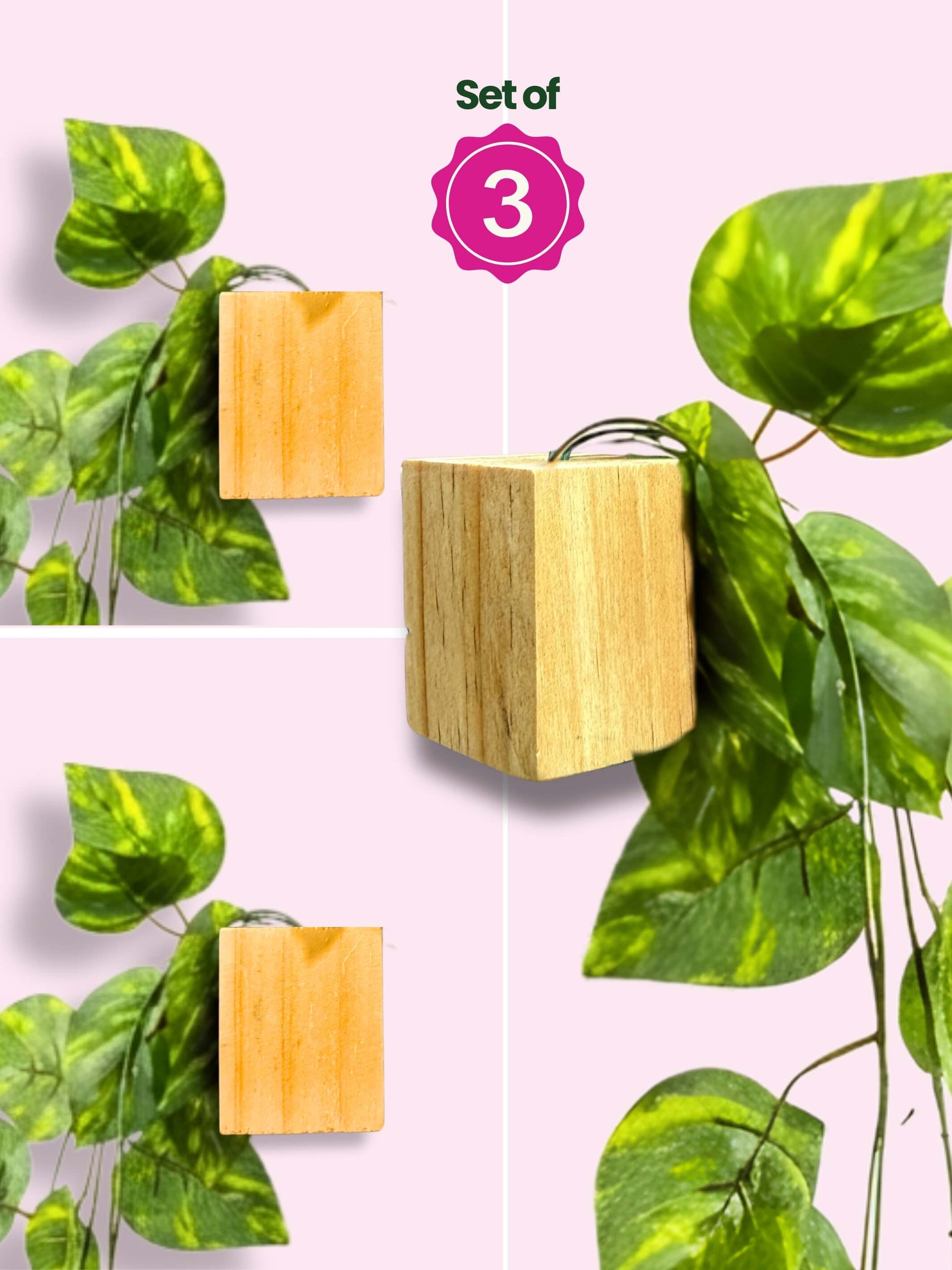 Mini Wall Wooden Planter with Money Plant - 3 pieces
