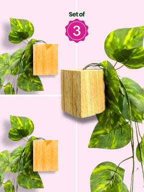 Mini Wall Wooden Planter with Money Plant - 3 pieces