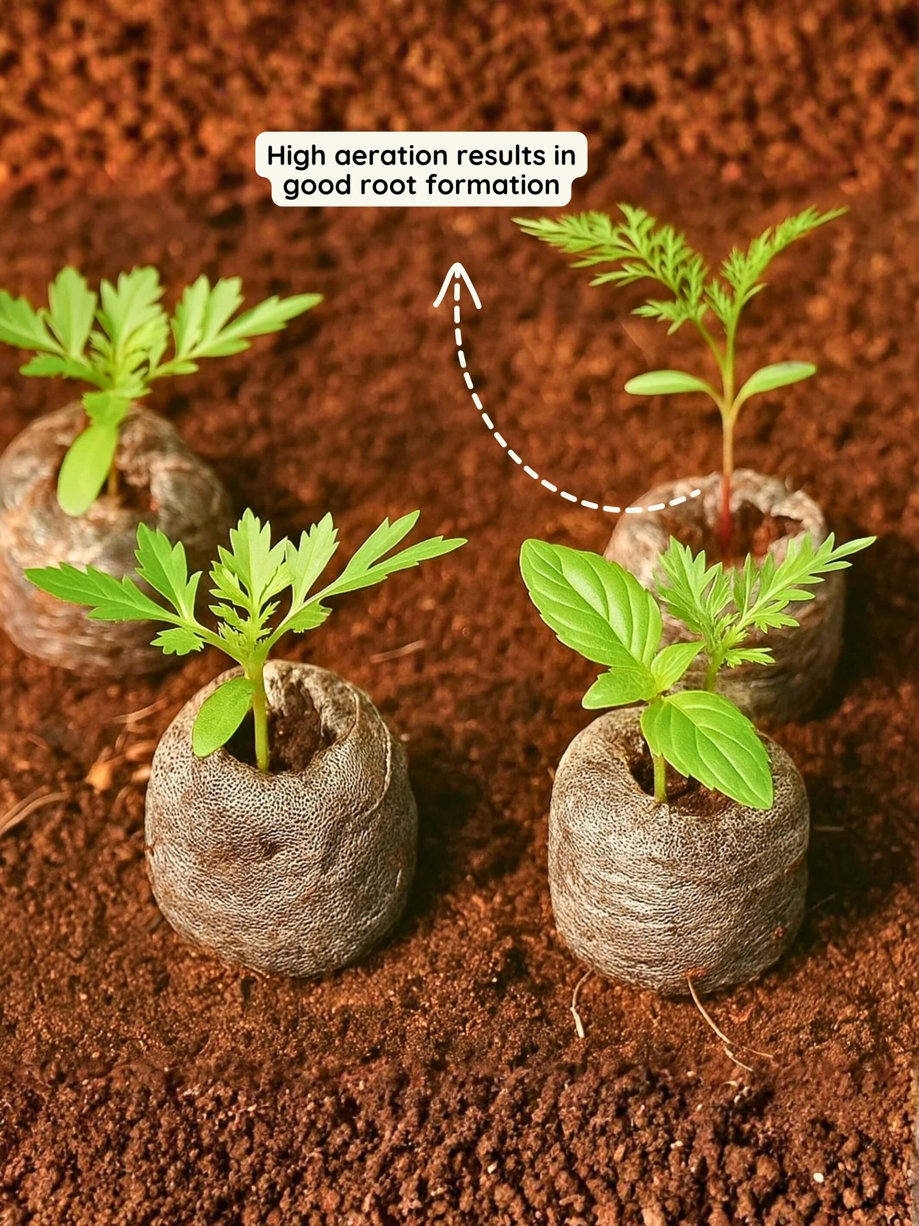 Organic Netted Cocopeat Coir Discs | Fast Seed Germination