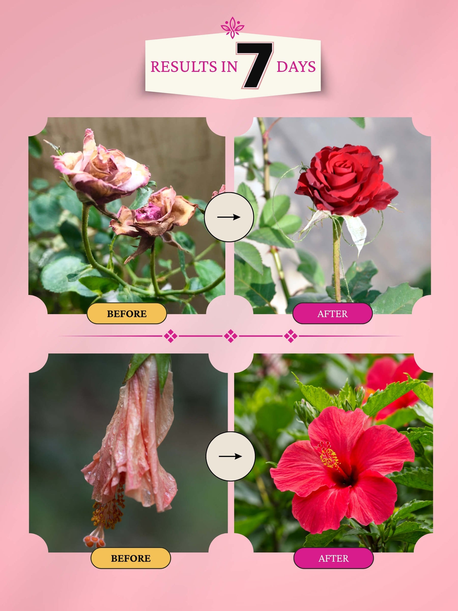 Liquid Organic Fertilizer Combo - All Flowers & Roses