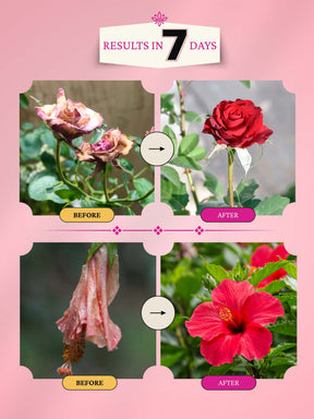 Liquid Organic Fertilizer Combo - All Flowers & Roses