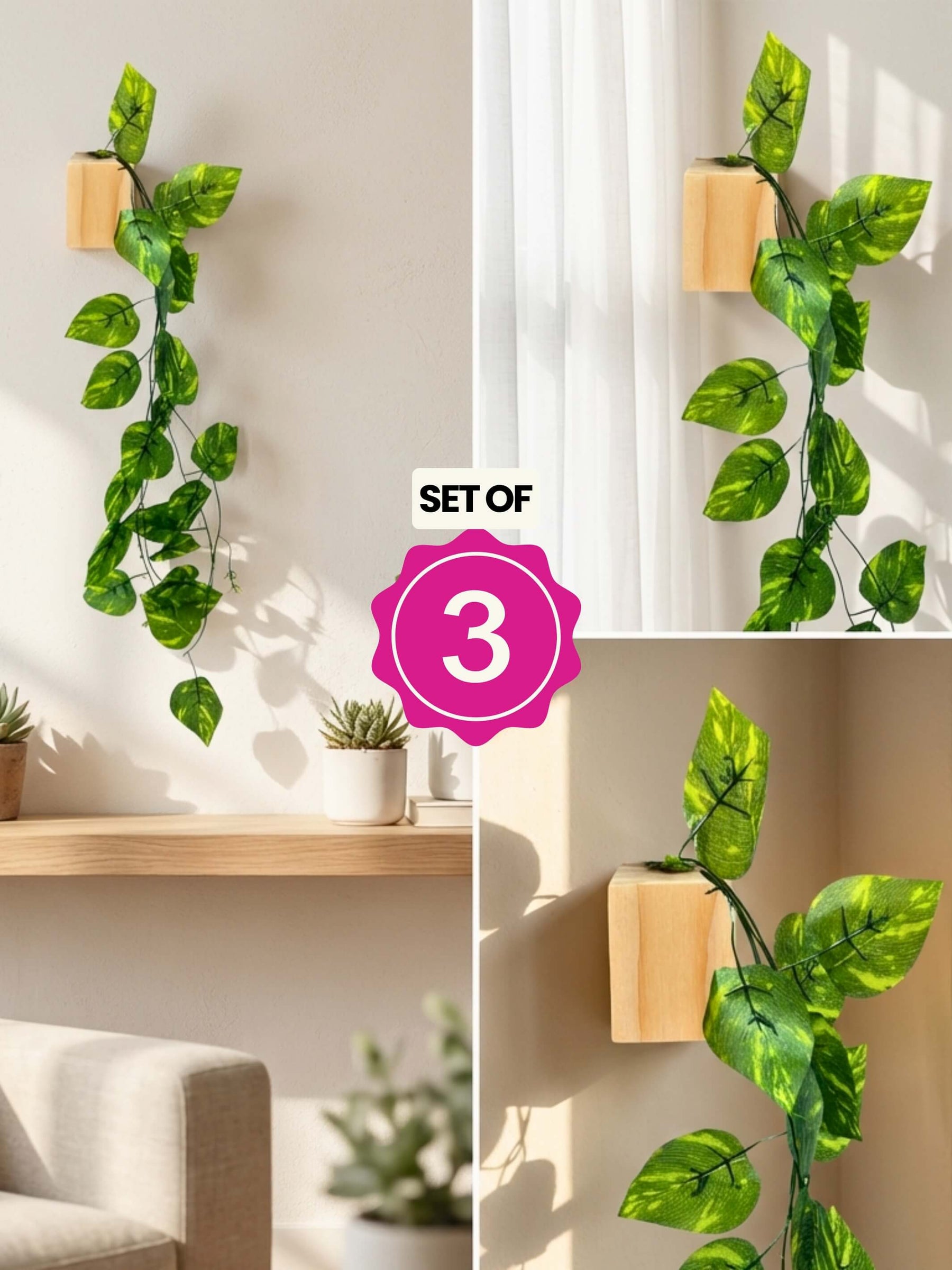 Mini Wall Wooden Planter with Money Plant - 3 pieces